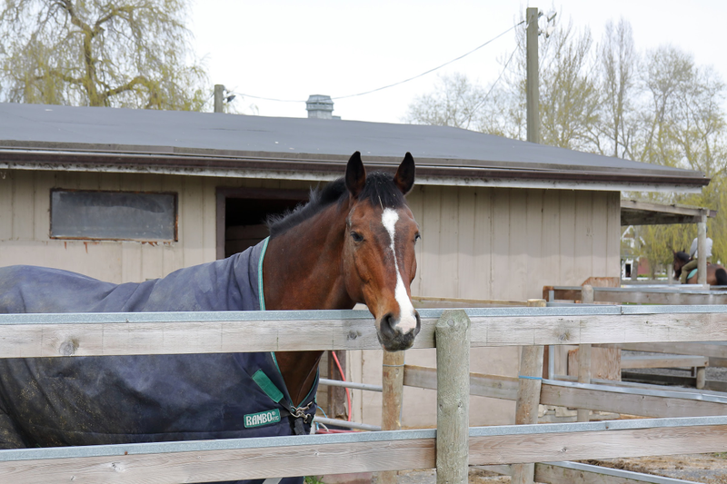 Illustration for article titled Pics from the (Stable)side: 2018-04-15 to Southlands